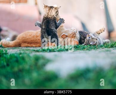 Eine herzerwärmende Szene einer Ingwermutter, die ihre Tabby-Kätzchen auf einem grasbewachsenen Fleck pflegt. Ein Kätzchen geht auf den Betrachter zu, während ein anderes spielt Stockfoto