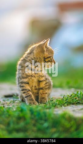 Ein wunderschönes Nahporträt eines Tabby-Kätzchens, das ruhig auf einem sonnendurchfluteten Gras sitzt und nachdenklich zur Seite blickt. Das goldene Licht ist sanft Stockfoto