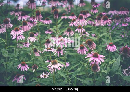 Gruppe blühender violetter Konefloren (Echinacea purpurea) auf einer Wiese oder im Garten. Leuchtend rosa Blütenblätter und hervorstehende Samenzapfen sind sichtbar. Stockfoto