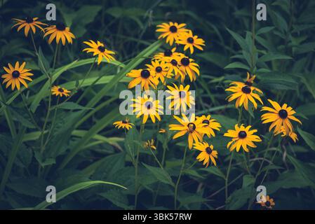 Gelbe schwarzäugige Susan-Wildblumen (Rudbeckia hirta) blühen auf einer grünen Wiese. Helle Blütenblätter und dunkle Mitten heben sich von üppigem Laub ab. Stockfoto