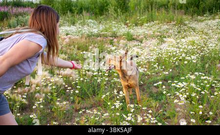 Frau interagiert mit gemischten roten verspielten Hunden in einem lebendigen Feld voller Wildblumen, zeigt einen freudigen Moment in der Natur und betont Compa Stockfoto