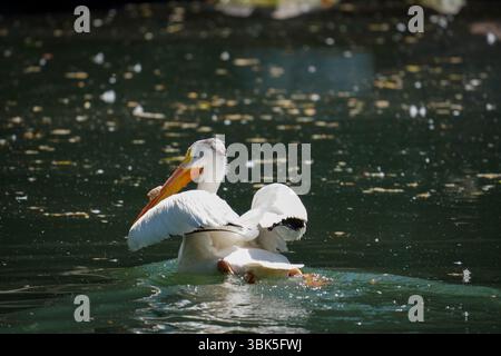 Pelican pflegt seine Federn, während er auf einer glitzernden Wasseroberfläche schwimmt, die im goldenen Sonnenlicht gefangen ist. Stockfoto