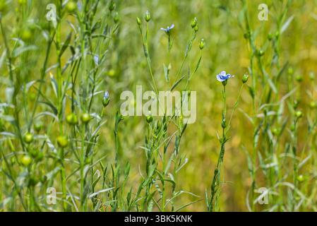 Leinsamen (Linum usitatissimum / Linum crepitans), als Nahrungs- und Faserpflanze angebaut, blüht im Spätsommer/Frühsommer auf dem Feld Stockfoto
