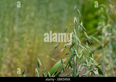 Gemeiner Hafer (Avena sativa), Nahaufnahme von Spikelets, Getreidekörnern für den menschlichen Verzehr und als Tierfutter Stockfoto