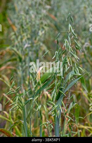 Gemeiner Hafer (Avena sativa), Nahaufnahme von Spikelets, Getreidekörnern für den menschlichen Verzehr und als Tierfutter Stockfoto