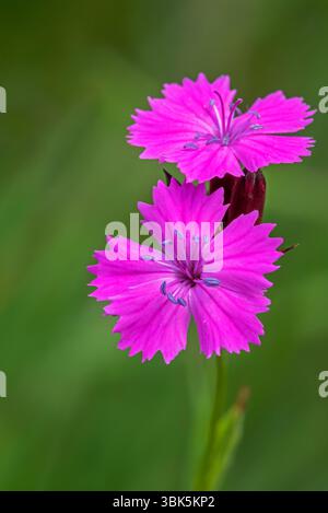 Kartäuserrosa (Dianthus carthusianorum) in blühender, krautiger Staudenpflanze aus Europa Stockfoto