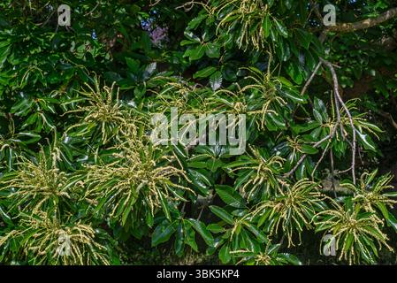 Süßkastanie / Spanische Kastanie / Europäische Kastanie (Castanea sativa) Nahaufnahme langer gelber Catkins männlicher Blüten im Spätherbst / Frühsommer Stockfoto