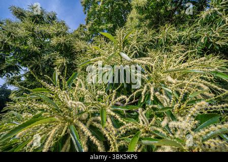Süßkastanie / Spanische Kastanie / Europäische Kastanie (Castanea sativa) Nahaufnahme langer gelber Catkins männlicher Blüten im Spätherbst / Frühsommer Stockfoto