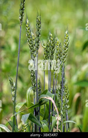 Lavett, Weichweizen / Brotweizen (Triticum aestivum) für den ökologischen Anbau. Nahaufnahme der Spitzen im Spätherbst/Frühsommer Stockfoto