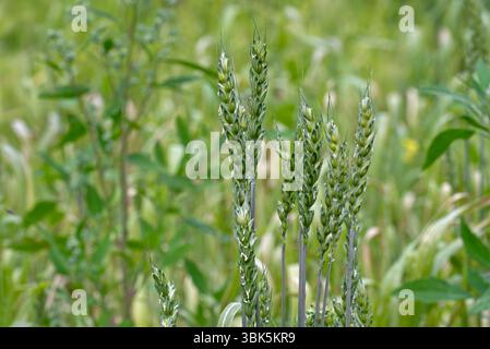 Lavett, Weichweizen / Brotweizen (Triticum aestivum) für den ökologischen Anbau. Nahaufnahme der Spitzen im Spätherbst/Frühsommer Stockfoto
