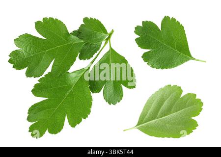 Grüne Blätter von Weißdornbeeren isoliert auf weißem Hintergrund. Draufsicht. Flache Lagen. Stockfoto