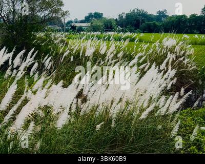 Kans Gras, das im Wind weht, neben üppigen grünen Reisfeldern in einer ländlichen Gegend von Sri Lanka Stockfoto
