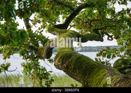 Bemooste Baum Stockfoto