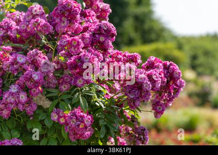 Kletterrose Rosa in Lila. Dicht gefüllte, violett-rosa Kletterrosenblüten bedecken einen robusten Sträucher. Die Blumen wirken üppig und lebendig in der Sonne Stockfoto