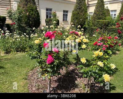 Blühende Rosen im Botanischen Garten von Sofia, Bulgarien, kuratierte Blumendekorationen im Hinterhof, Rosensträucher Stockfoto