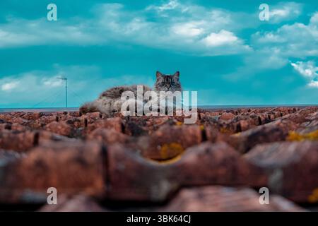 Flauschige Hauskatze, die auf alten Terrakotta-Dachziegeln unter einem dramatischen blauen Himmel mit verstreuten Wolken liegt. Stockfoto