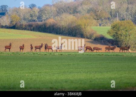 Herde von wildem Rotwild Cervus elaphus. Frühlingszeit in Hoxne, Suffolk, East Anglia, Großbritannien. Stockfoto
