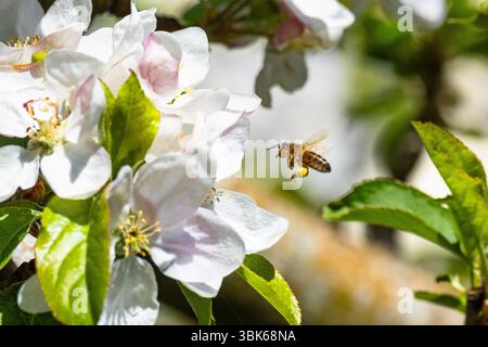 WESTERN Honey Bee mit Pollensäckchen, die zur Apfelblüte fliegen. Suffolk, Großbritannien. Stockfoto