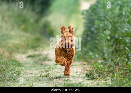 15 Monate alter Cavapoo-Hund läuft sehr schnell - alle Pfoten vom Boden. Stockfoto