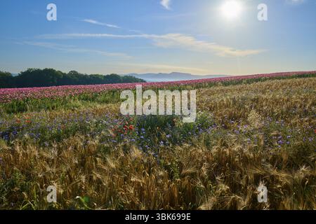 Opiummohn (Papaver somniferum), Blick über Getreide- und Mohnfelder mit bunten Wildblumen unter blauem Himmel, Sommer, Germerode, Geo Naturpark Par Stockfoto