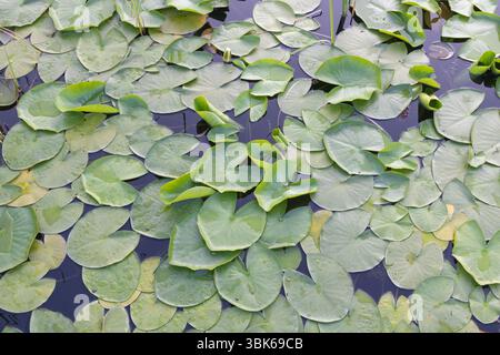 Lilienpads, die auf der Wasseroberfläche schwimmen, Seerosen in natürlichen grünen Farben mit Blättern und Blumen, die um die Wasseroberfläche wachsen. Stockfoto