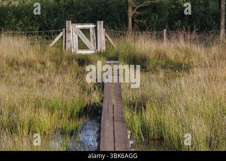 Eine schmale Holzstege führt durch eine grasbewachsene Wiese zu einem hölzernen Tor, Woold, winterswijk, niederlande Stockfoto