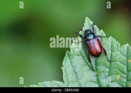Garden Chafer, Phyllopertha horticola, auf einem grünen Blatt. Gartenschädling. Stockfoto