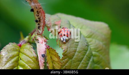Harlequin Marienkäfer Harmonia axyridis auf einem Blatt mit den Pflanzenschädlingen, von denen er sich ernährt, Blattläuse. Stockfoto