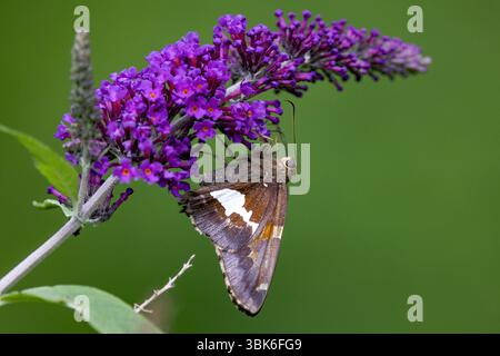 Silberfleckiger Kapitän (Epargyreus clarus), der Schmetterlingsbusch (Buddleia) füttert - Brevard, North Carolina, USA Stockfoto