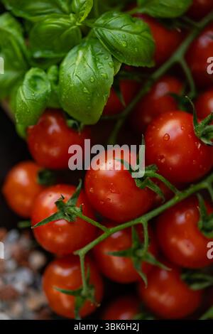 Frische Bio-Kirschtomaten mit Basilikumblättern, bedeckt mit Wassertropfen aus dem Garten. Saubere Ernährung, gesunde Ernährung und nachhaltige Landwirtschaft Stockfoto