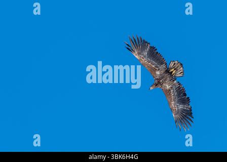 Seeadler (Haliaeetus Horste) Stockfoto