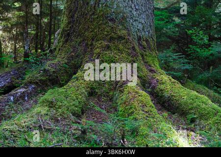 Alte Weastern Red Cedar (Thuja plicata) Bäume im alten, gemäßigten Regenwald von Haida Gwaiii Island - British Columbia, Kanada Stockfoto