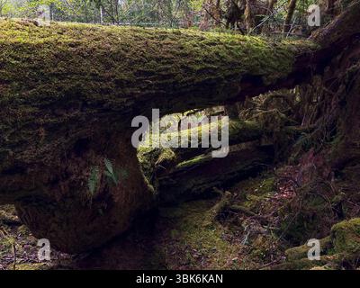 Der gemäßigte Regenwald von Haida Gwaiii Island unterstützt ein vielfältiges Ökosystem einheimischer Pflanzen - British Columbia, Kanada Stockfoto