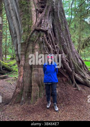 Gloria Roth wird von einer alten Weastern Red Cedar (Thuja plicata) Bäume im alten, gemäßigten Regenwald von Haida Gwaiii Island - British Col gezüchtet Stockfoto
