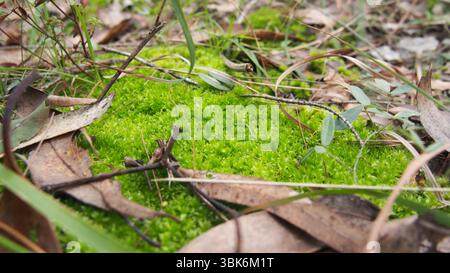 Hellgrünes Moosfleck, das auf Eukalyptuswaldboden zwischen trockenen Blättern wächst Stockfoto