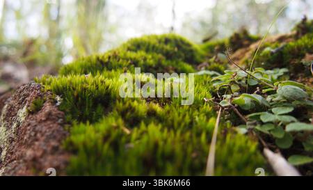 Grünes Moos, das auf einem verrotteten Sandsteinberg wächst. Erfasst mit natürlichem Licht und Waldhintergrund Stockfoto