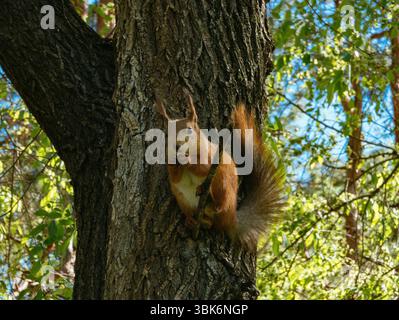 Eichhörnchen sitzt auf dem Baum und isst Nüsse. Stockfoto