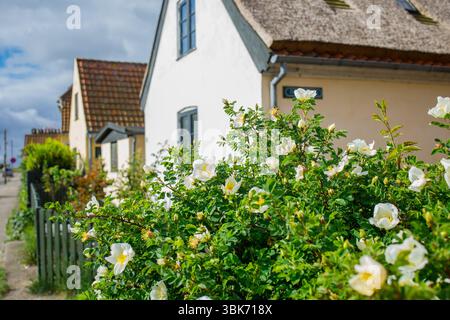 Straße mit winzigen traditionellen Häusern mit Strohdach und Ziegeldächern in Dragor in Dänemark Stockfoto
