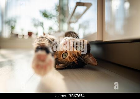 Die faule Calico-Katze liegt auf dem Boden und hebt sich, streckt die Pfote, will spielen, in die Kamera schauen. Stockfoto