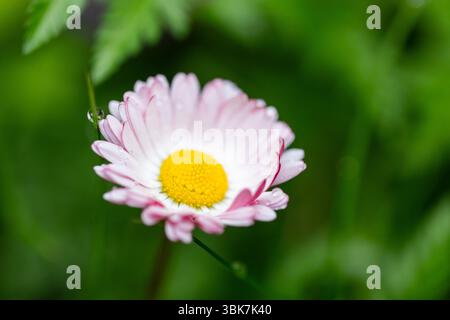 Makroaufnahme eines zarten rosa-weißen Gänseblümchens mit funkelndem Tau auf seinen Blütenblättern, umgeben von üppigem grünem Laub Stockfoto