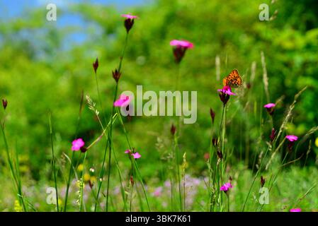 Schmetterling bestäubt Dianthus carthusianorum Blüte im Frühjahr Stockfoto