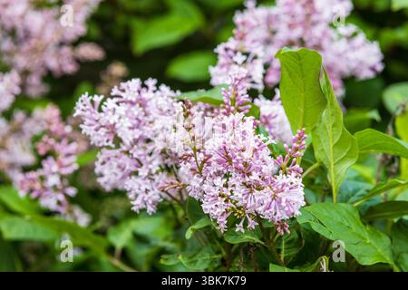 Lilafarbene Blüten in voller Blüte inmitten grüner Blätter erzeugen eine ruhige Frühlingsstimmung und betonen die zarte Schönheit und Ruhe Stockfoto