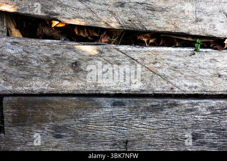 Nahaufnahme Textur von drei Holzdielen, Hintergrund für Werbung und Tapeten in Natur und Textur Szene. Stockfoto