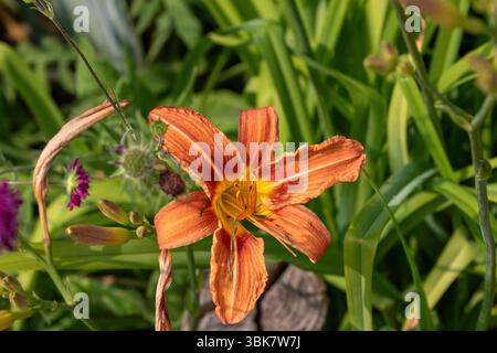 Nahaufnahme einer orangen Taglilie mit gelbem Zentrum, umgeben von grünen Blättern und anderen Wildblumen, in einem Garten. Stockfoto