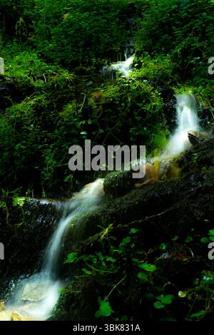 Die fesselnde Nahaufnahme eines kleinen Wasserfalls, der über üppiges grünes Moos stürzt, symbolisiert Frische, Leben und unberührte Natur, Hexe ist ruhig und beruhigend Stockfoto