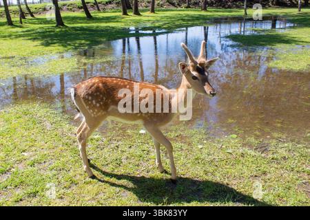 Zwei junge Hirsche in einem sonnendurchfluteten Wald in einem Park. Sonniger Frühlingstag. Hirsche stehen vor dem Hintergrund eines Waldsees. Stockfoto
