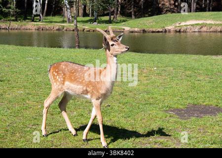 Junge Hirsche in einem sonnendurchfluteten Wald in einem Park. Sonniger Frühlingstag. Hirsch steht vor dem Hintergrund eines Waldsees. Stockfoto