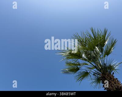 Minimalistischer blauer Himmel mit tropischen Eckpalmen, Kopierraum-Design. Sauberes, natürliches Hintergrundbild, vertikales Bild. Keine Personen. Botanisches und Reisekonzept. Stockfoto