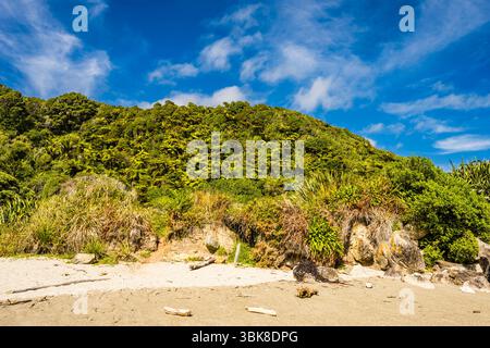 Green Bank am oberen Ende des Strandes in Woodpecker Bay, in der Nähe von Punakaiki, Westküste, Südinsel, Neuseeland Stockfoto