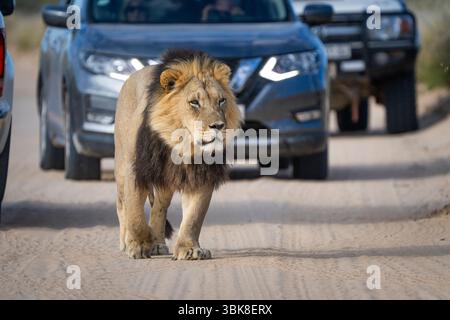Der Schwarze Mähne Löwe (Panthera leo) spaziert vor Touristenautos auf der Schotterstraße, der Kalahari Wüste, Südafrika, Wildtiersafari, natürlicher Lebensraum der Großkatze. Stockfoto
